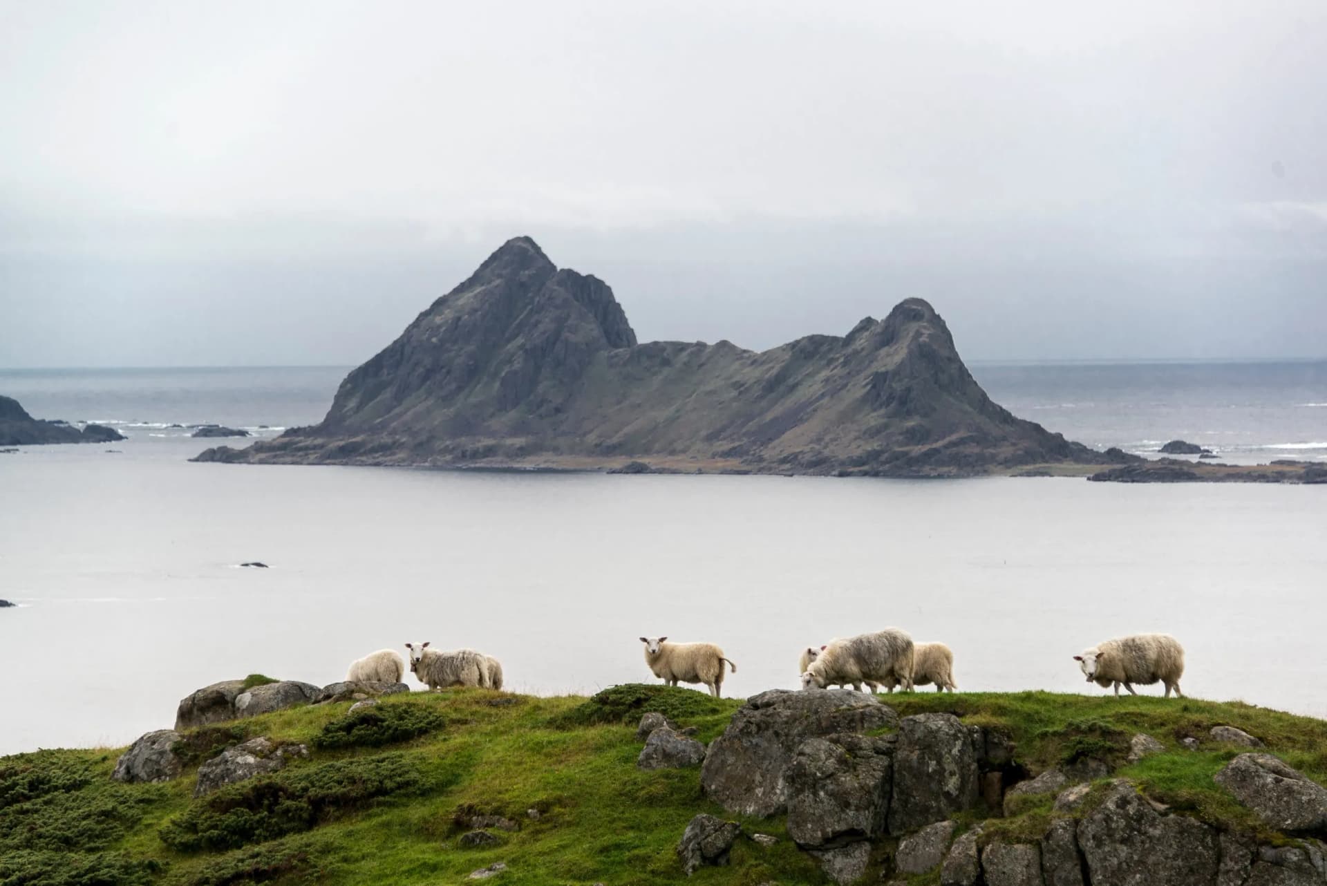 Sheep Bø i Vesterålen
