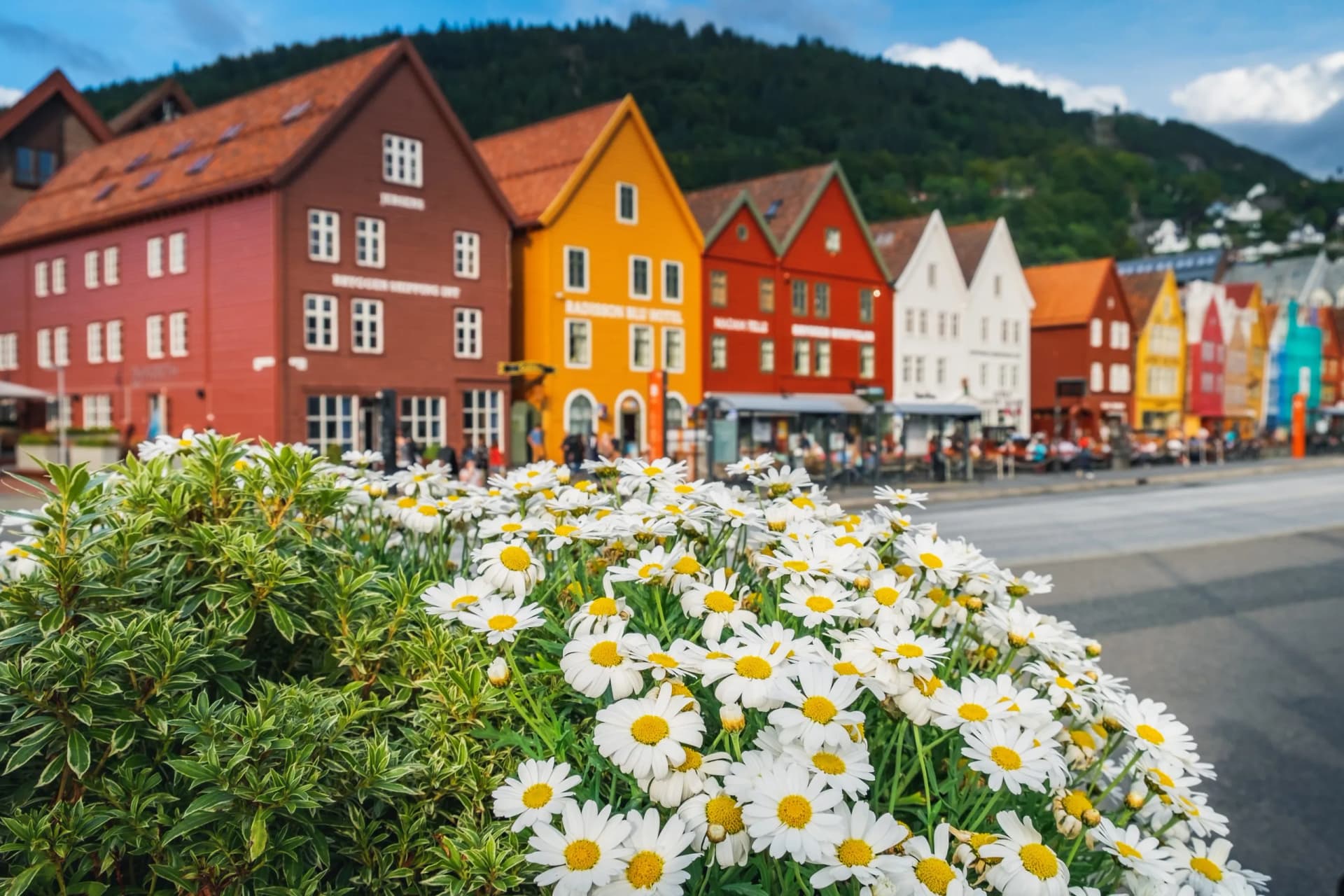 White daisies in foreground with colorful wooden buildings of Bergen Norway and green mountain.