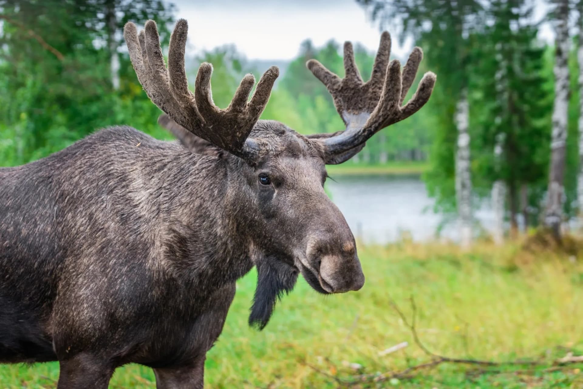 moose norway gallery