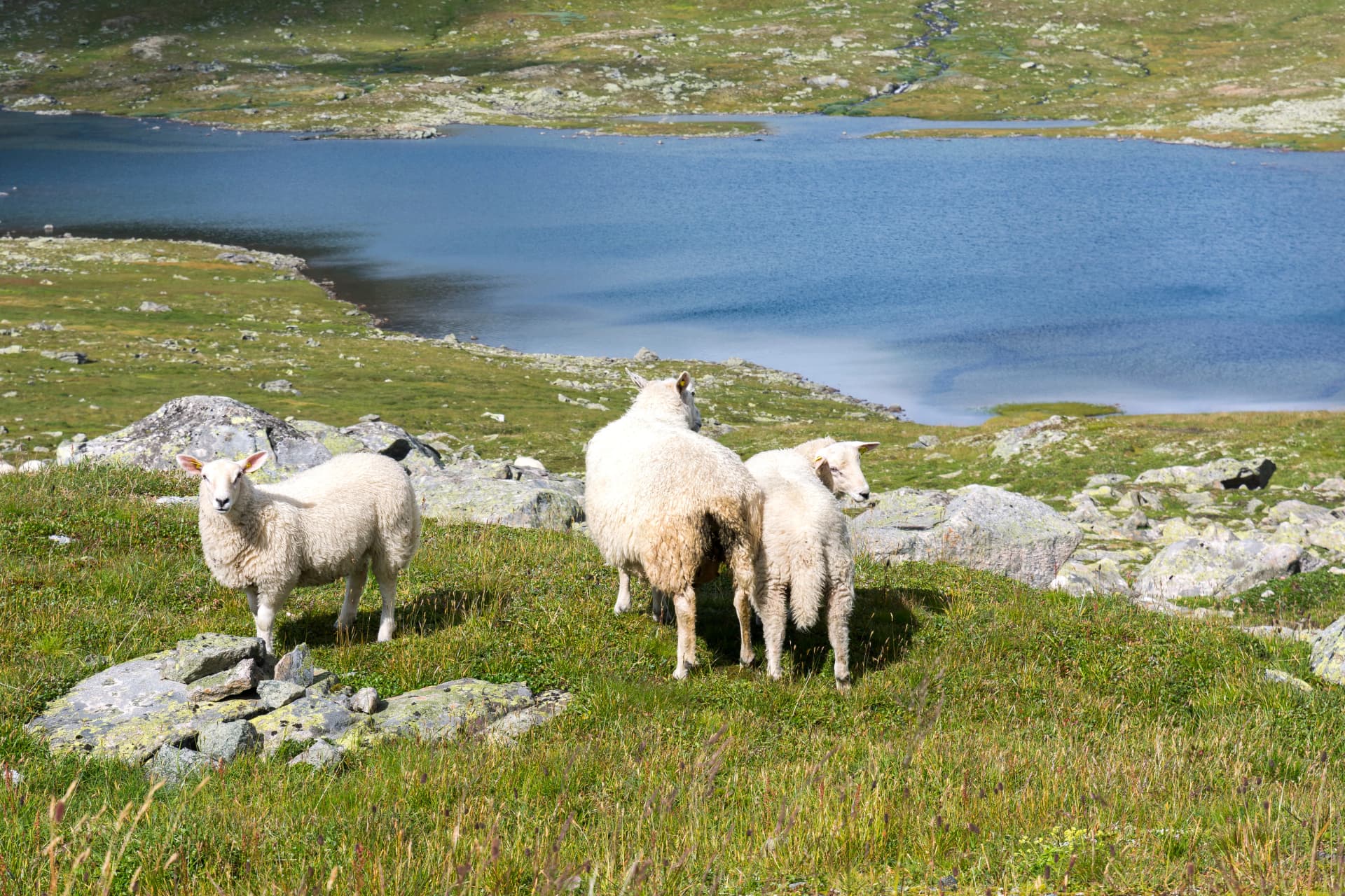 sheep and lake on Tindevegen road in Norway