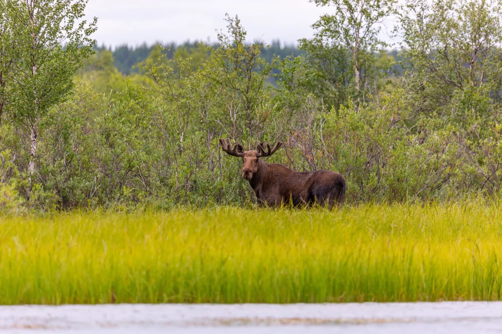 moose norway