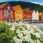 Fleurs multicolores poussant sur le quai Bryggen - Hanseatic à Bergen, Norvège.