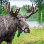 älg norge galleri